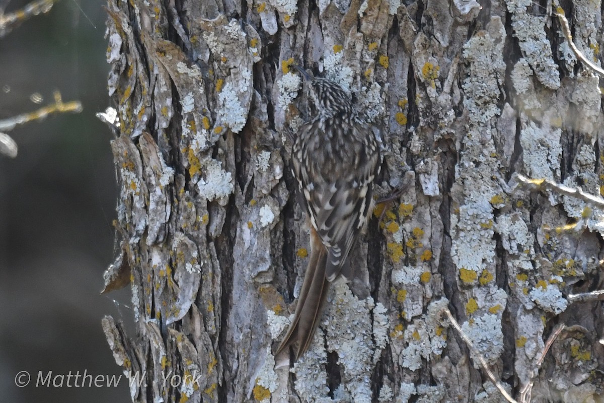 Brown Creeper - ML630404052