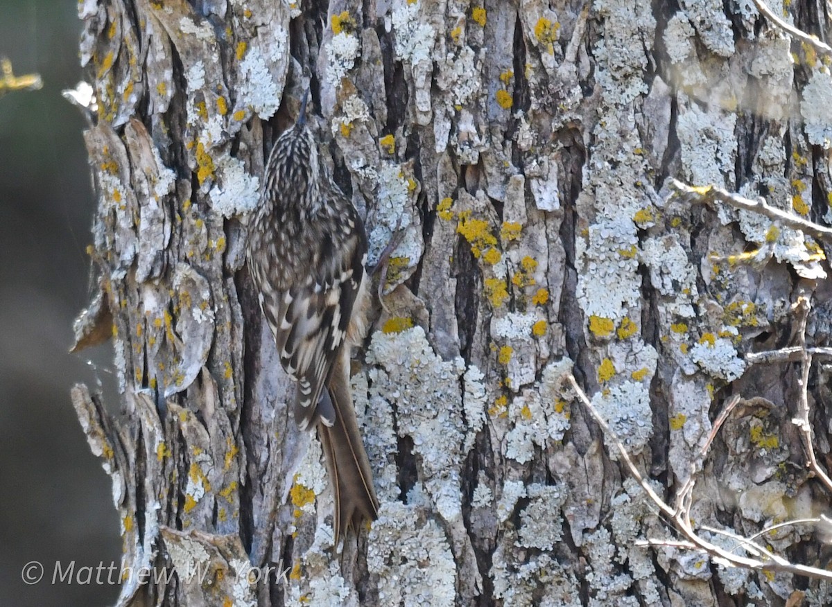 Brown Creeper - ML630404053