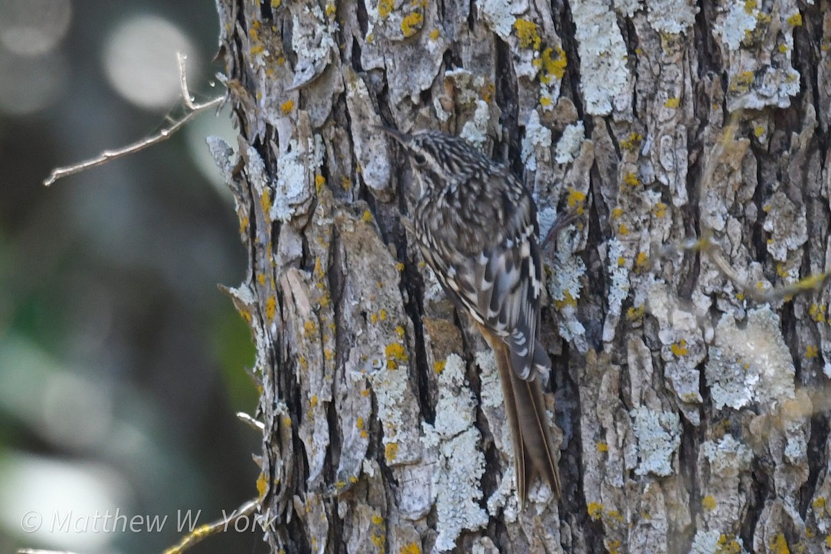 Brown Creeper - ML630404054