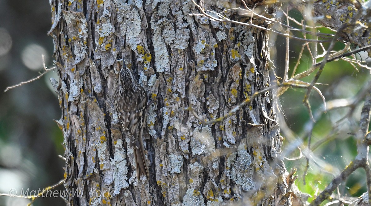 Brown Creeper - ML630404055