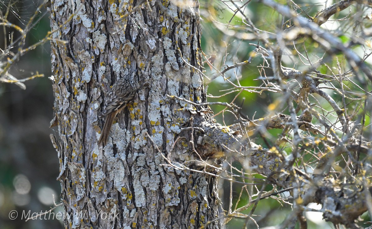 Brown Creeper - ML630404059