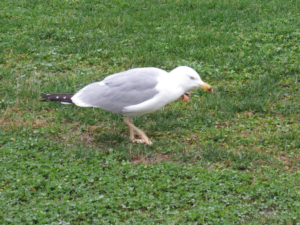Armenian Gull - ML630404158
