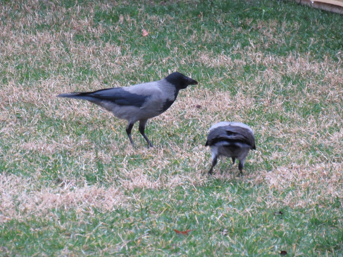 Hooded Crow - ML630404171