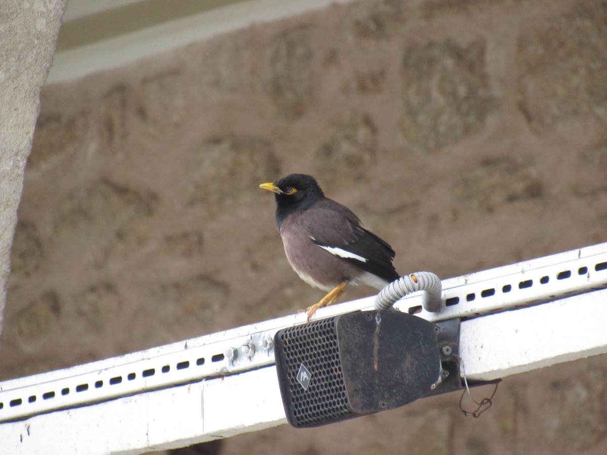 Common Myna - ML630404188