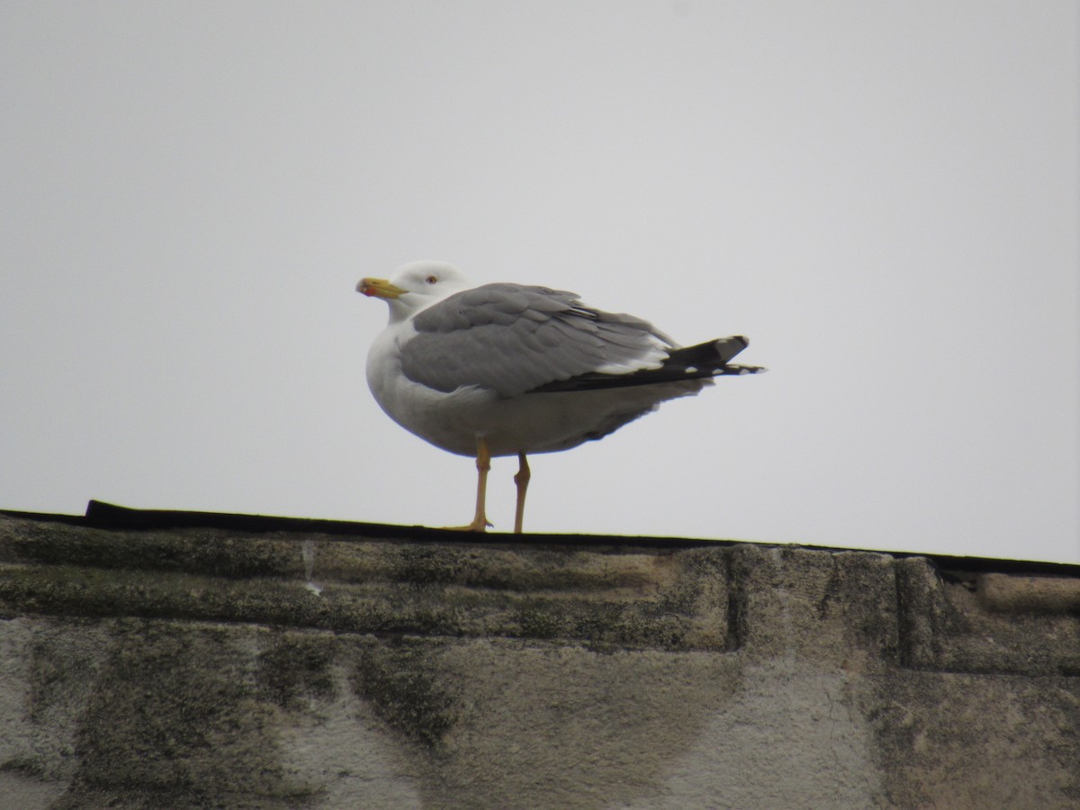 Yellow-legged Gull - ML630404282
