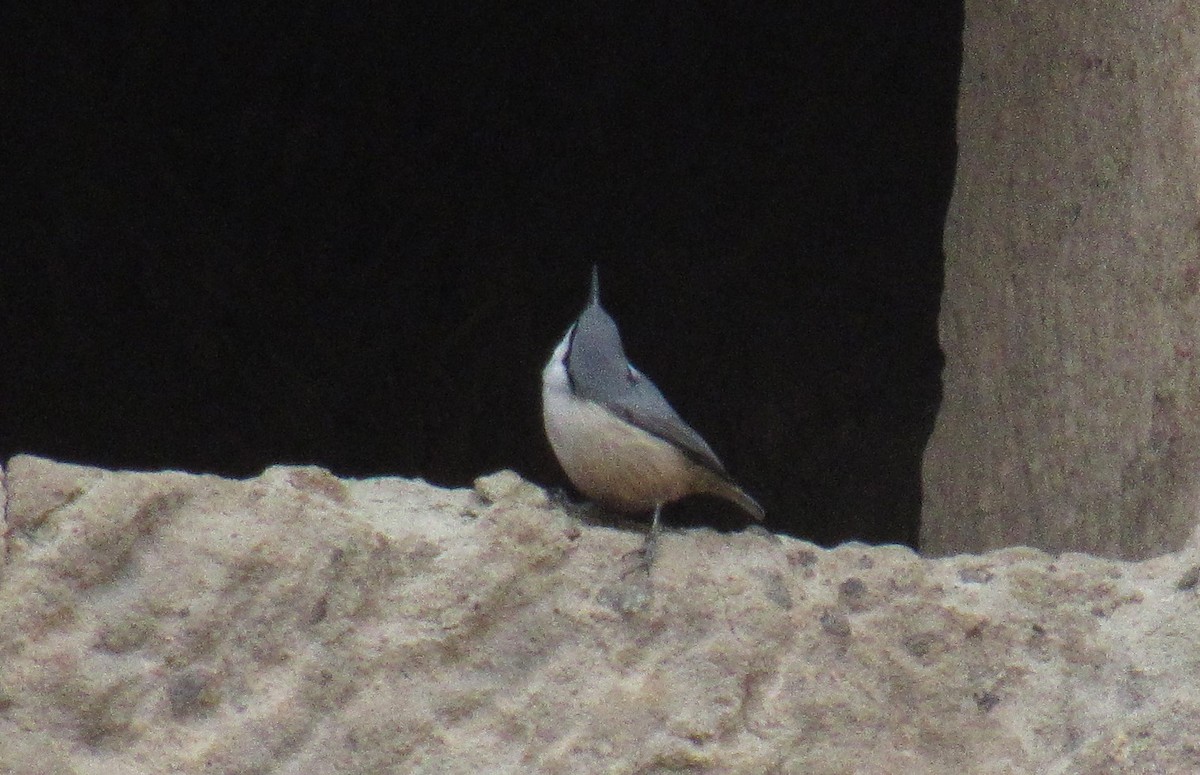 Western Rock Nuthatch - ML630404550