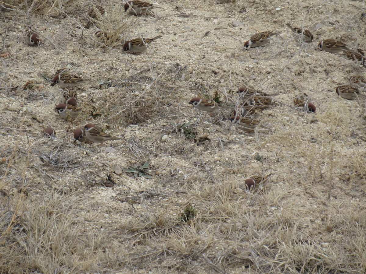 Eurasian Tree Sparrow - ML630404571