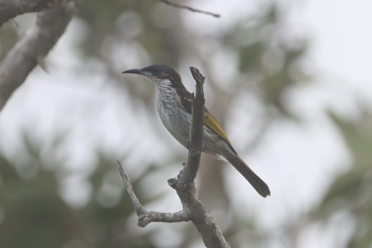 White-streaked Honeyeater - ML630404626