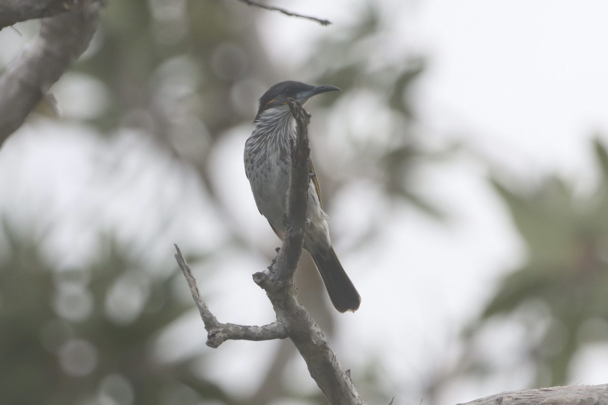 White-streaked Honeyeater - ML630404627