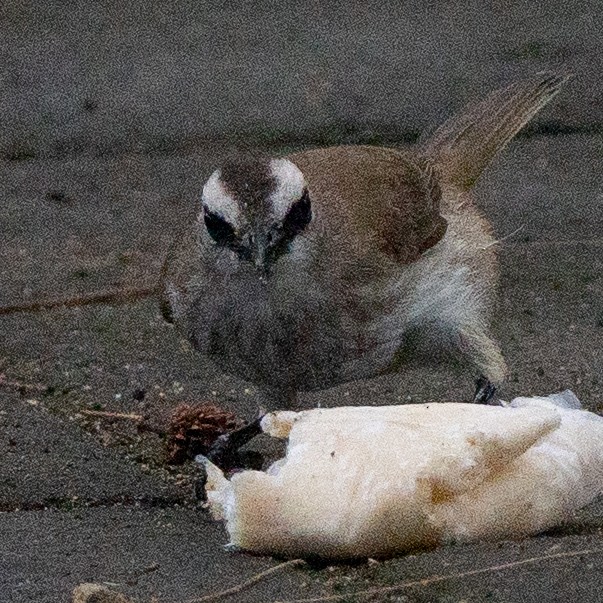 Yellow-vented Bulbul - ML630404854