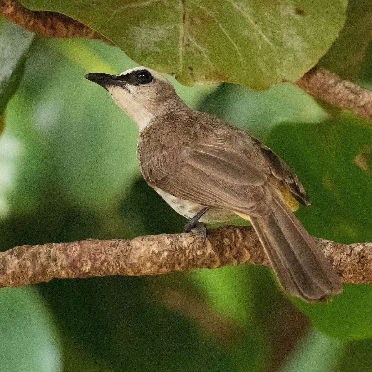 Yellow-vented Bulbul - ML630404855