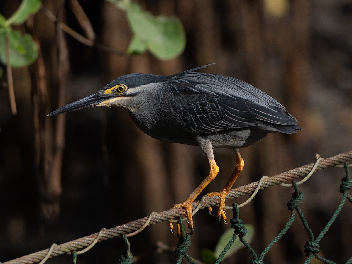 Striated Heron (Old World) - ML630404880