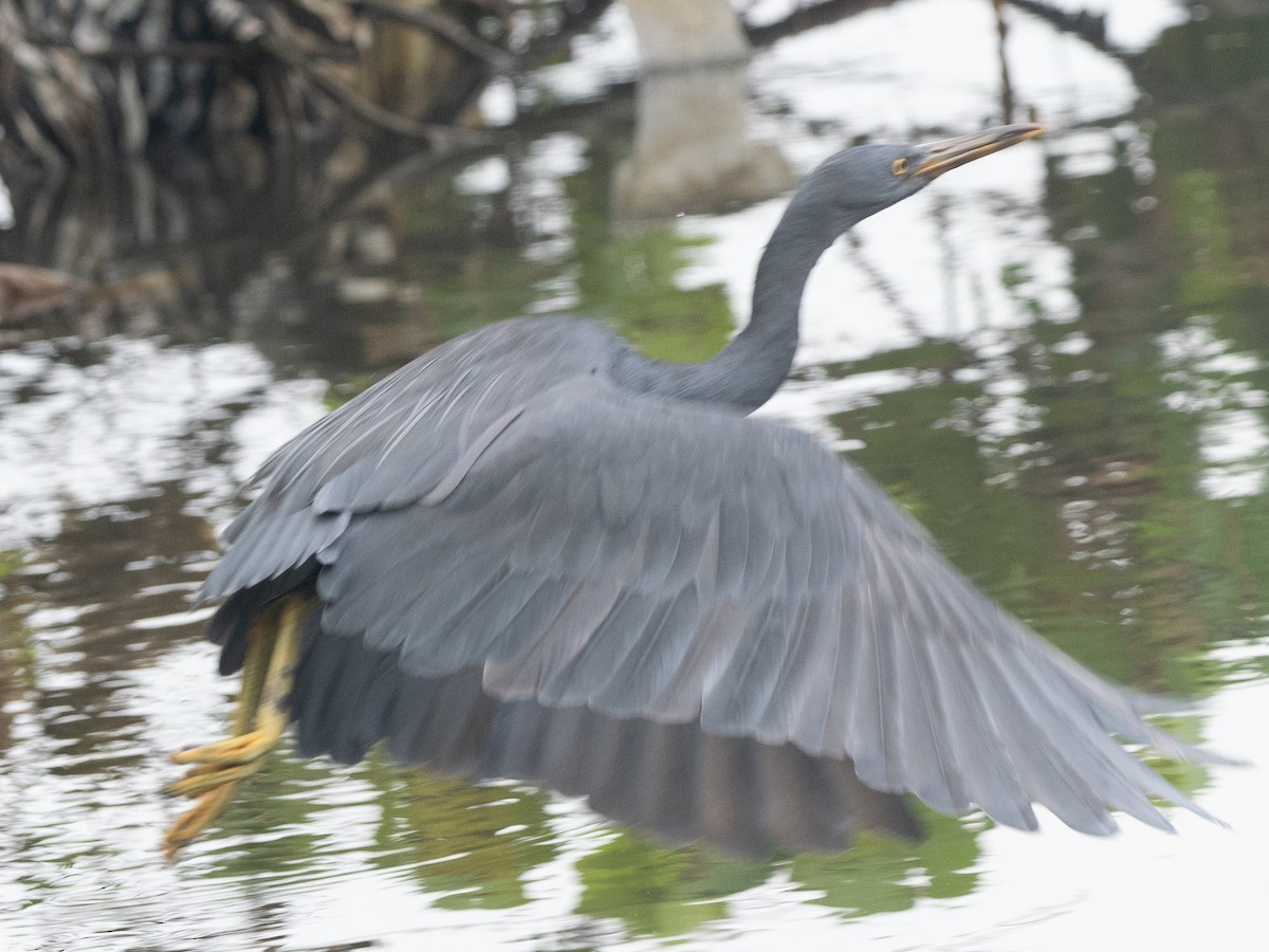 Pacific Reef-Heron - ML630404907