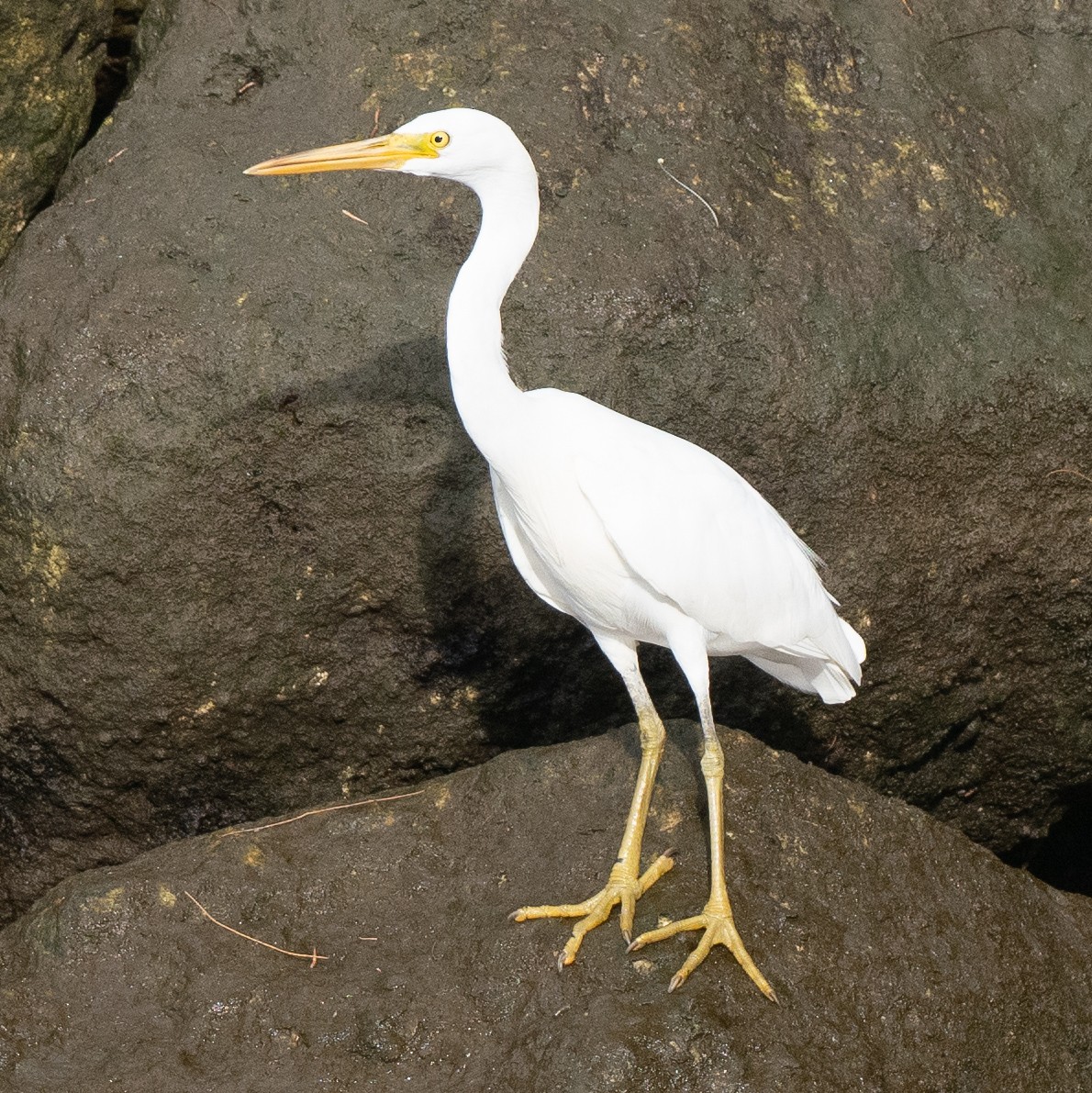 Pacific Reef-Heron - ML630404908