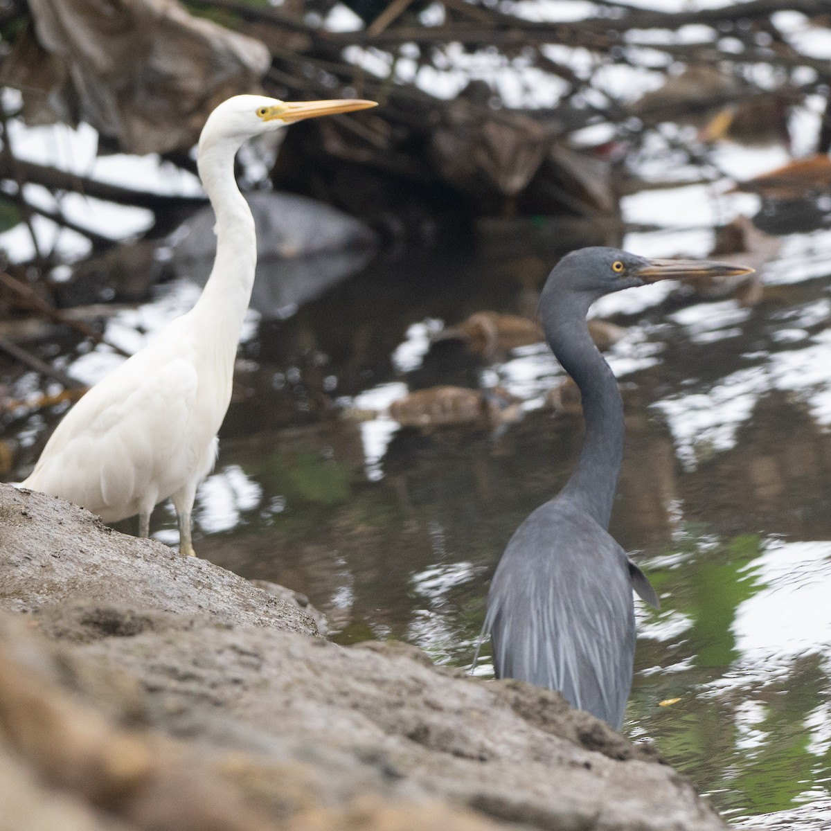 Pacific Reef-Heron - ML630404909