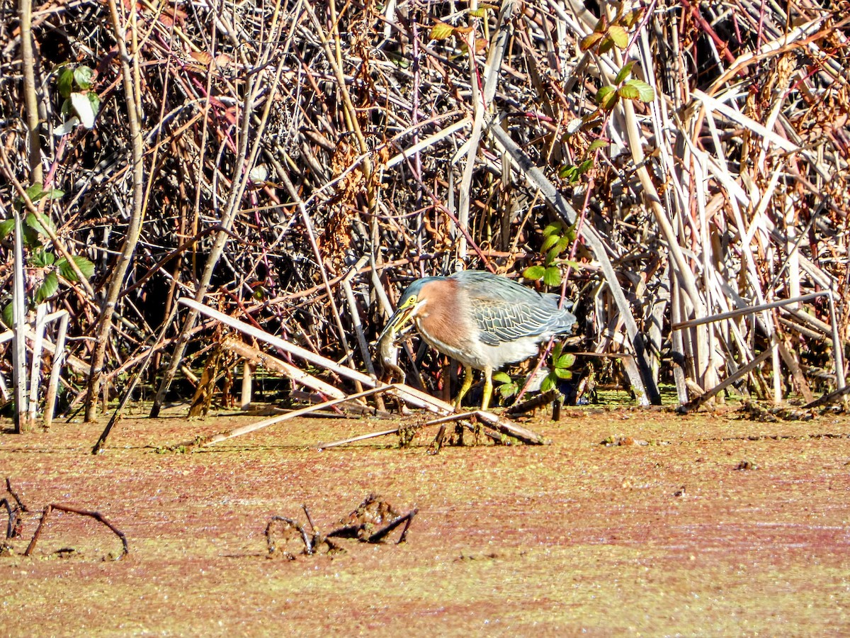 Green Heron - ML630404915