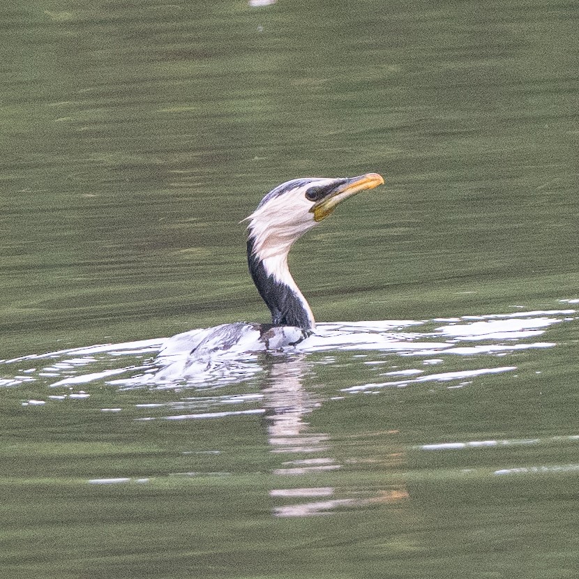 Little Pied Cormorant - ML630404926