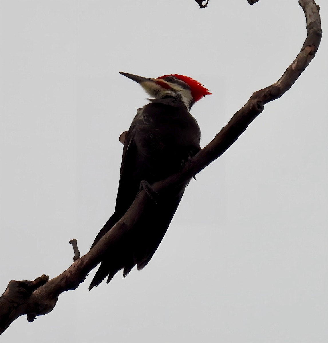Pileated Woodpecker - ML630404940