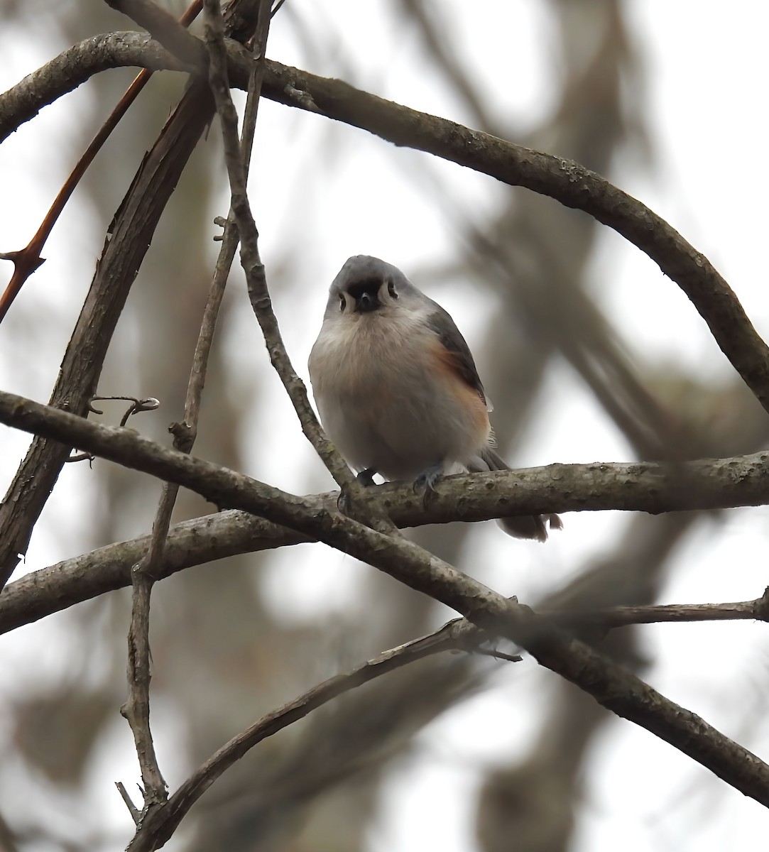 Tufted Titmouse - ML630404965