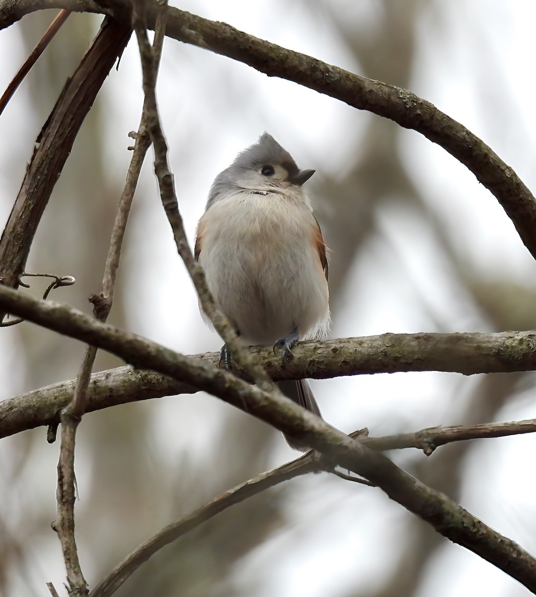 Tufted Titmouse - ML630404966
