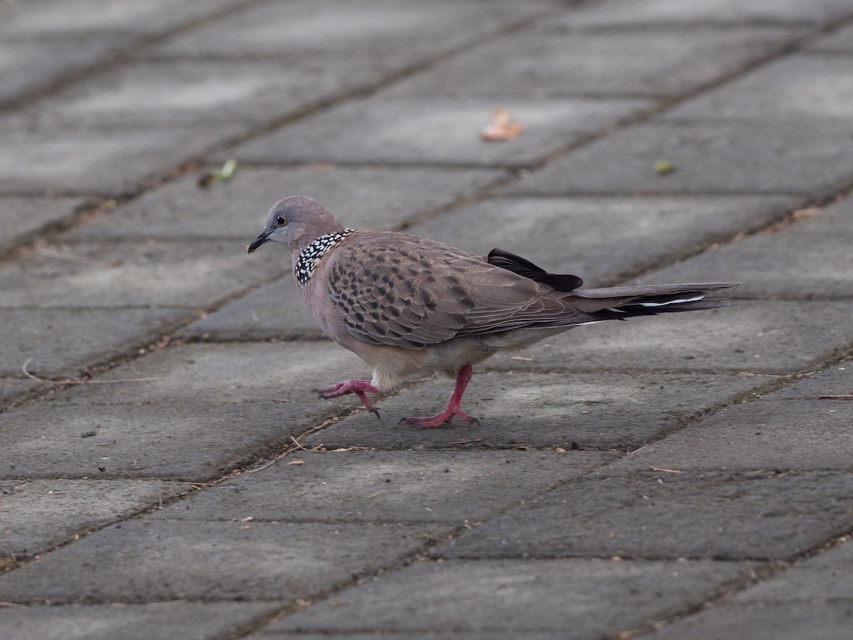 Spotted Dove - ML630404967