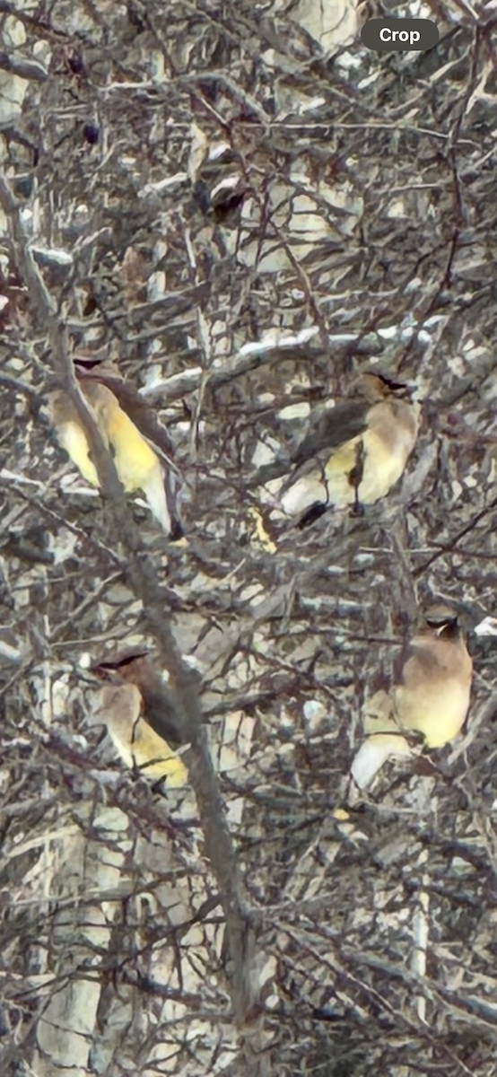 Cedar Waxwing - ML630405021