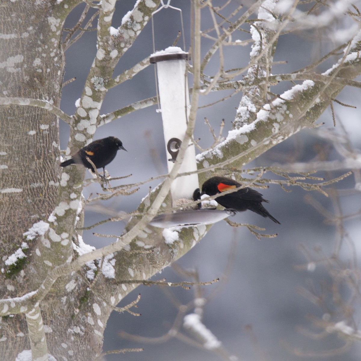 Red-winged Blackbird - ML630405090