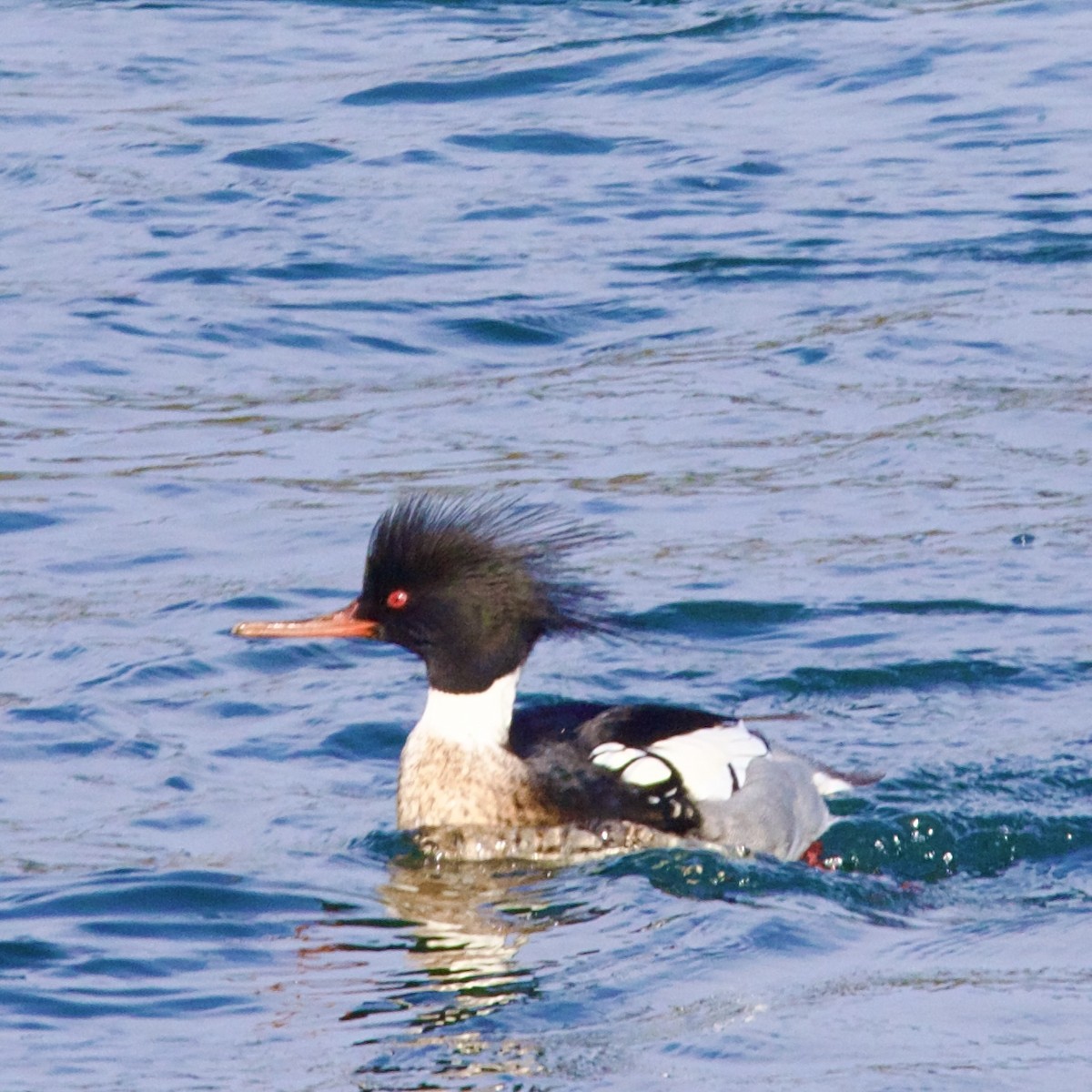 Red-breasted Merganser - ML630405232