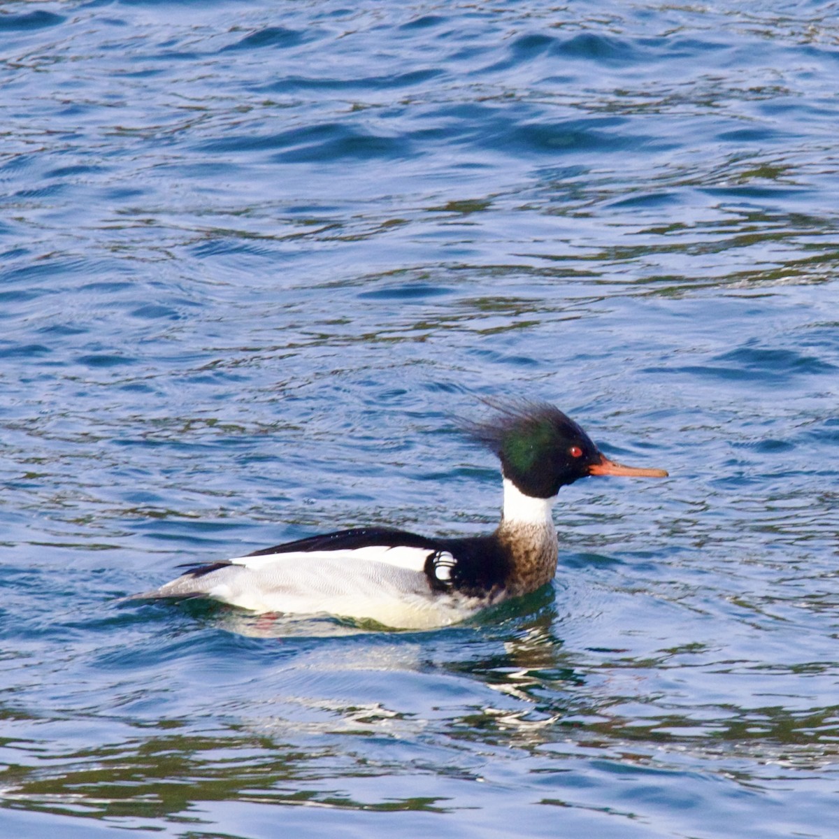 Red-breasted Merganser - ML630405233