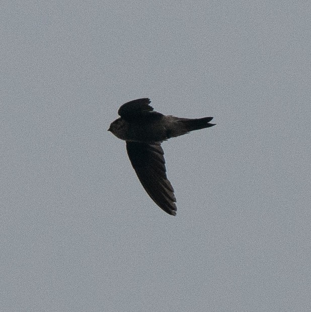 Cave Swiftlet - ML630405279