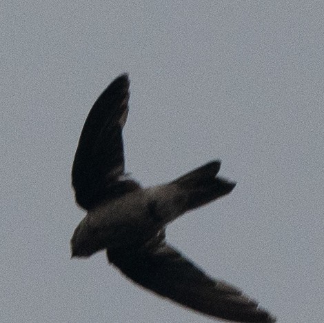 Cave Swiftlet - ML630405280