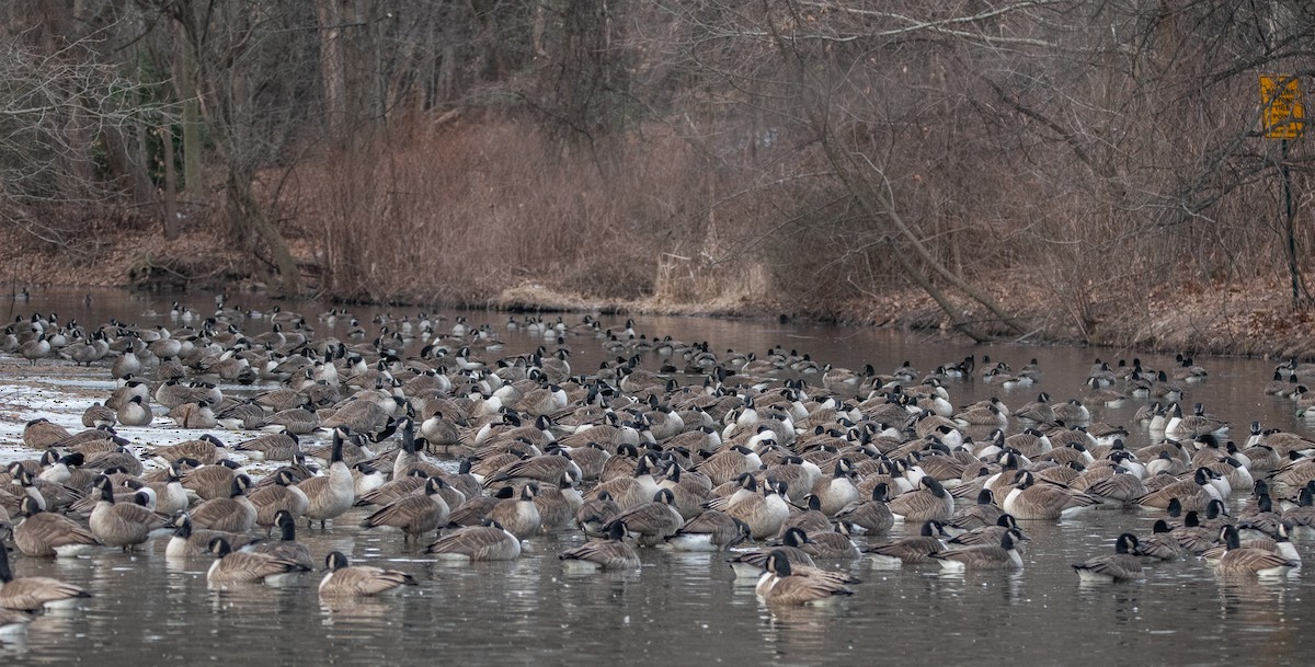 Canada Goose - ML630405306