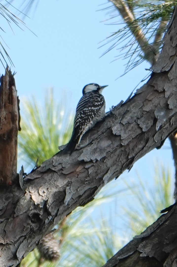 Red-cockaded Woodpecker - ML630405382