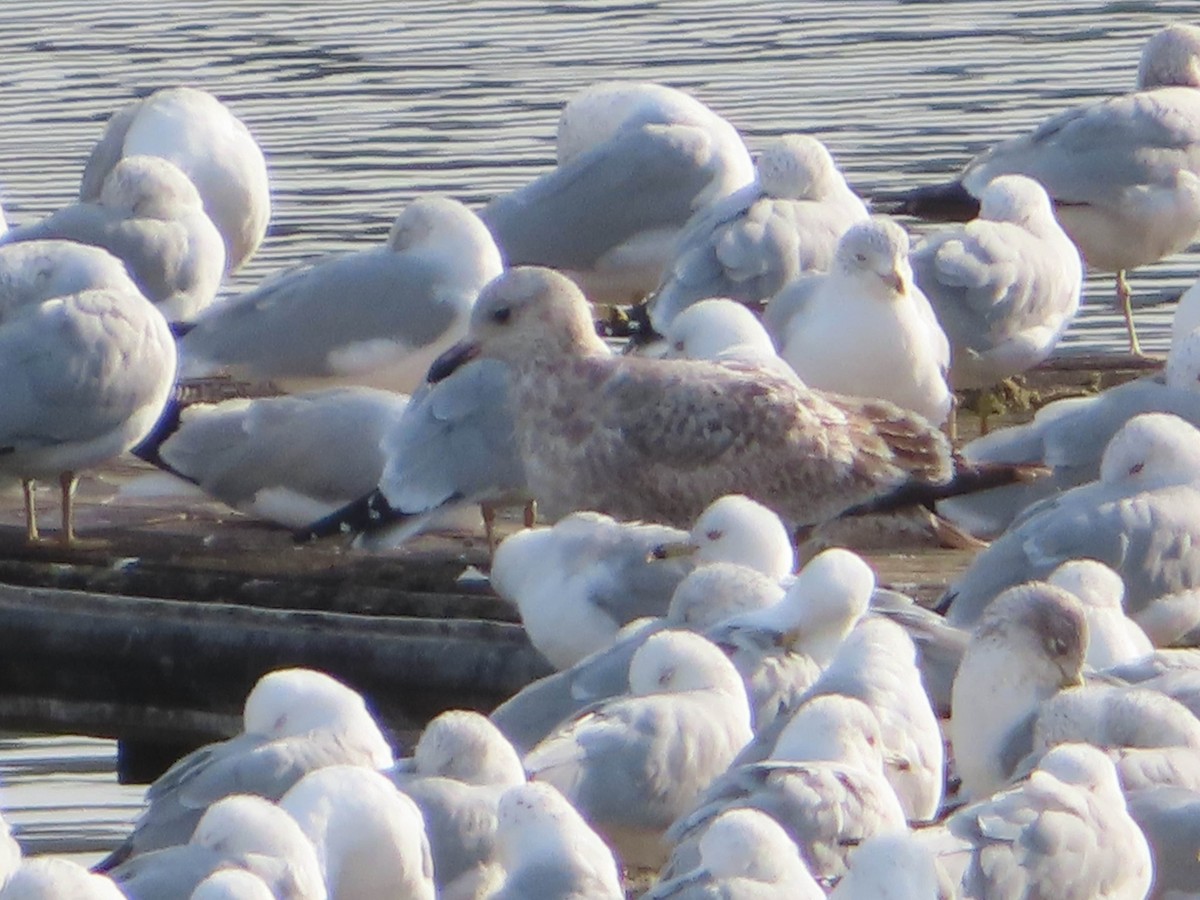 Ring-billed Gull - ML630405404