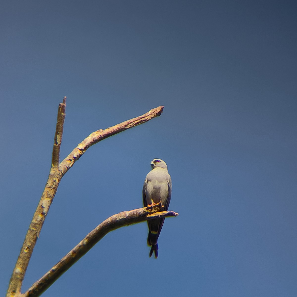 Plumbeous Kite - ML630405559