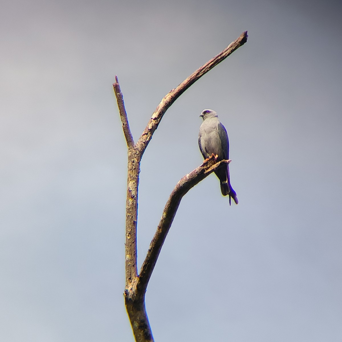 Plumbeous Kite - ML630405589