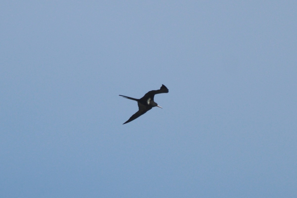 Lesser Frigatebird - ML630405657