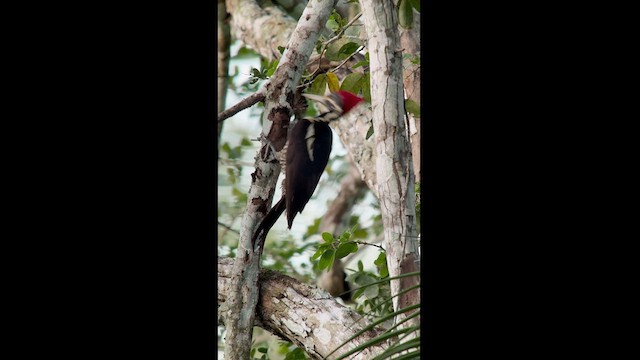 Lineated Woodpecker - ML630405853