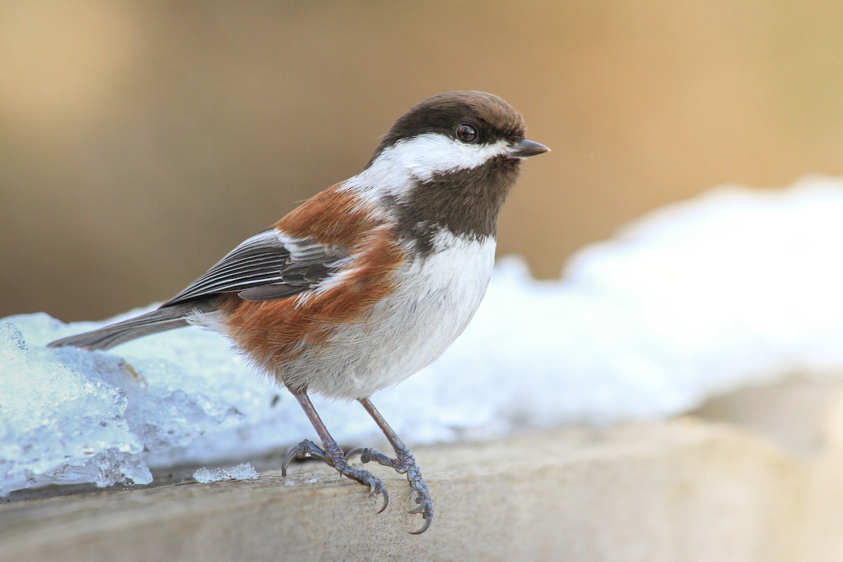 Chestnut-backed Chickadee - ML630405950
