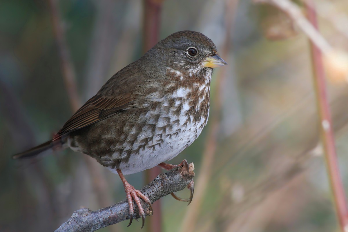 Fox Sparrow - ML630405961