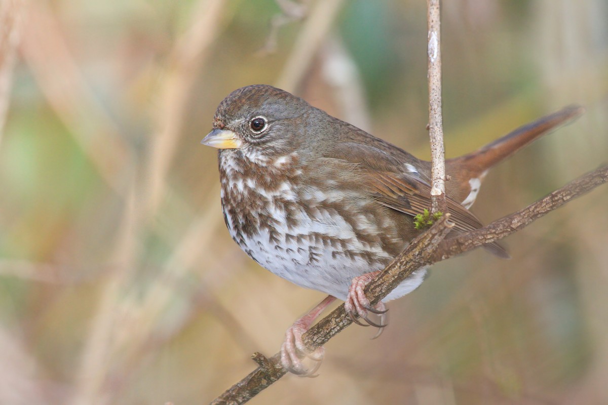 Fox Sparrow - ML630405962