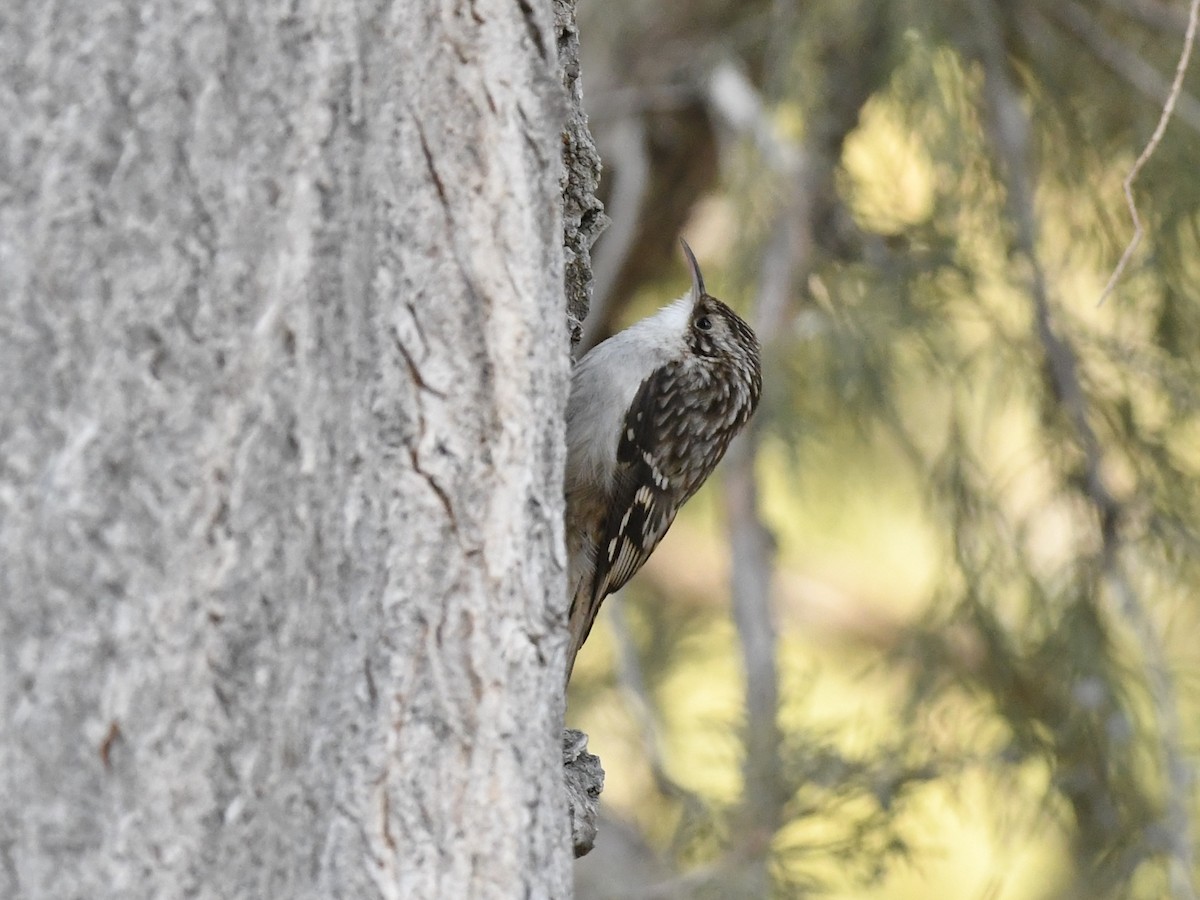 Brown Creeper - ML630406018