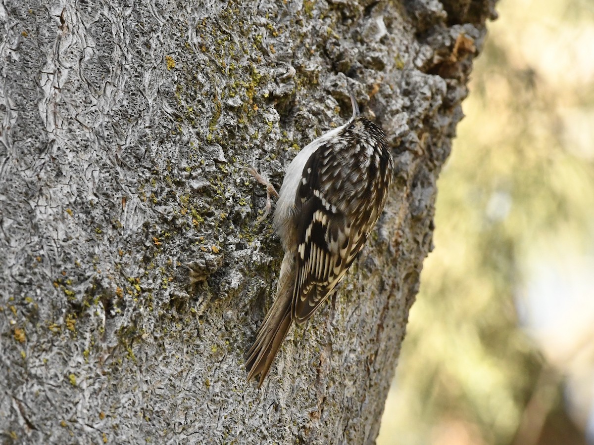 Brown Creeper - ML630406019