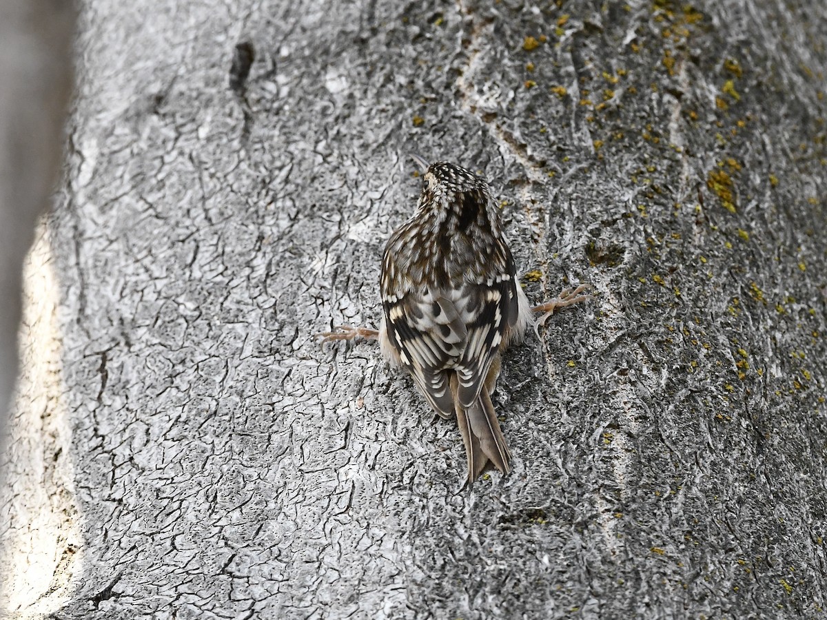 Brown Creeper - ML630406020