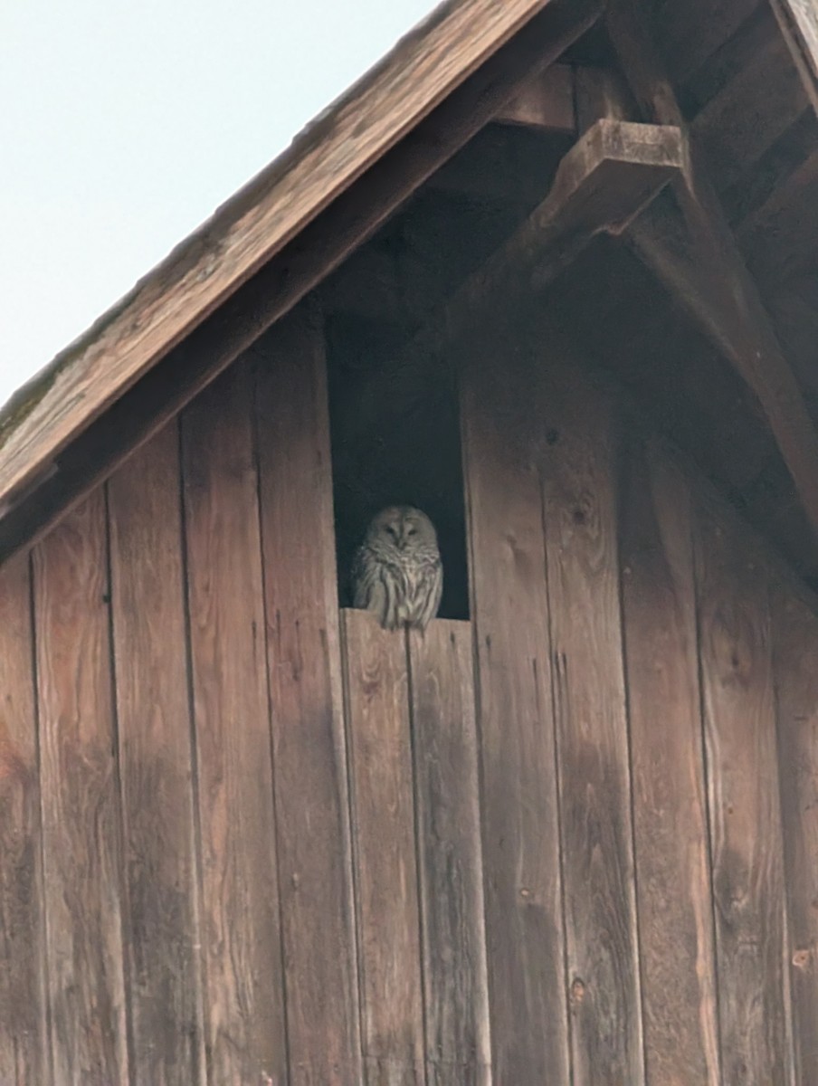 Barred Owl - ML630406136