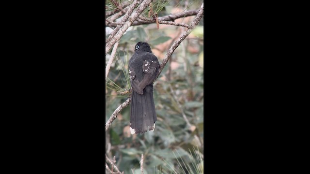 Black-headed Trogon - ML630406237