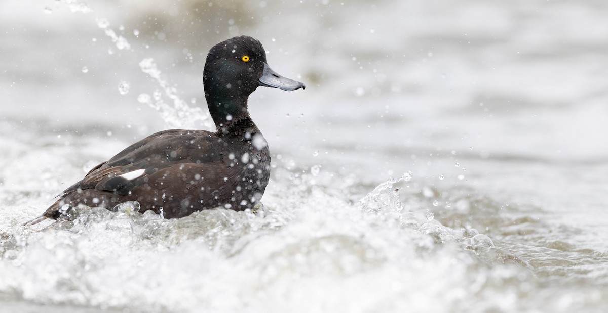New Zealand Scaup - ML630406454