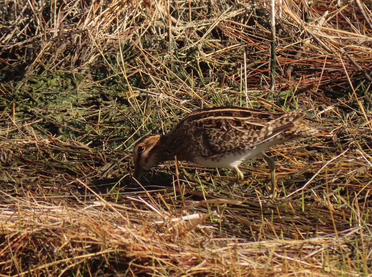 Wilson's Snipe - ML630406604