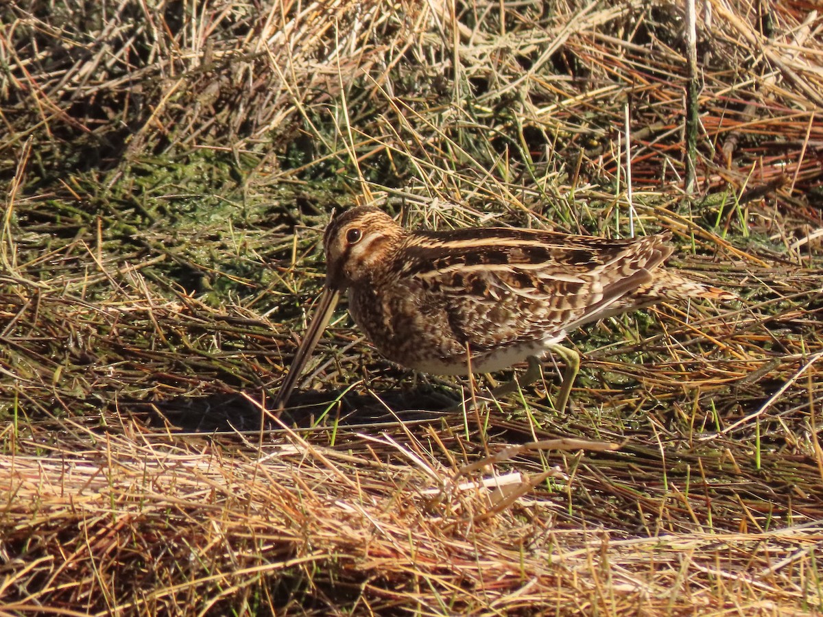 Wilson's Snipe - ML630406610