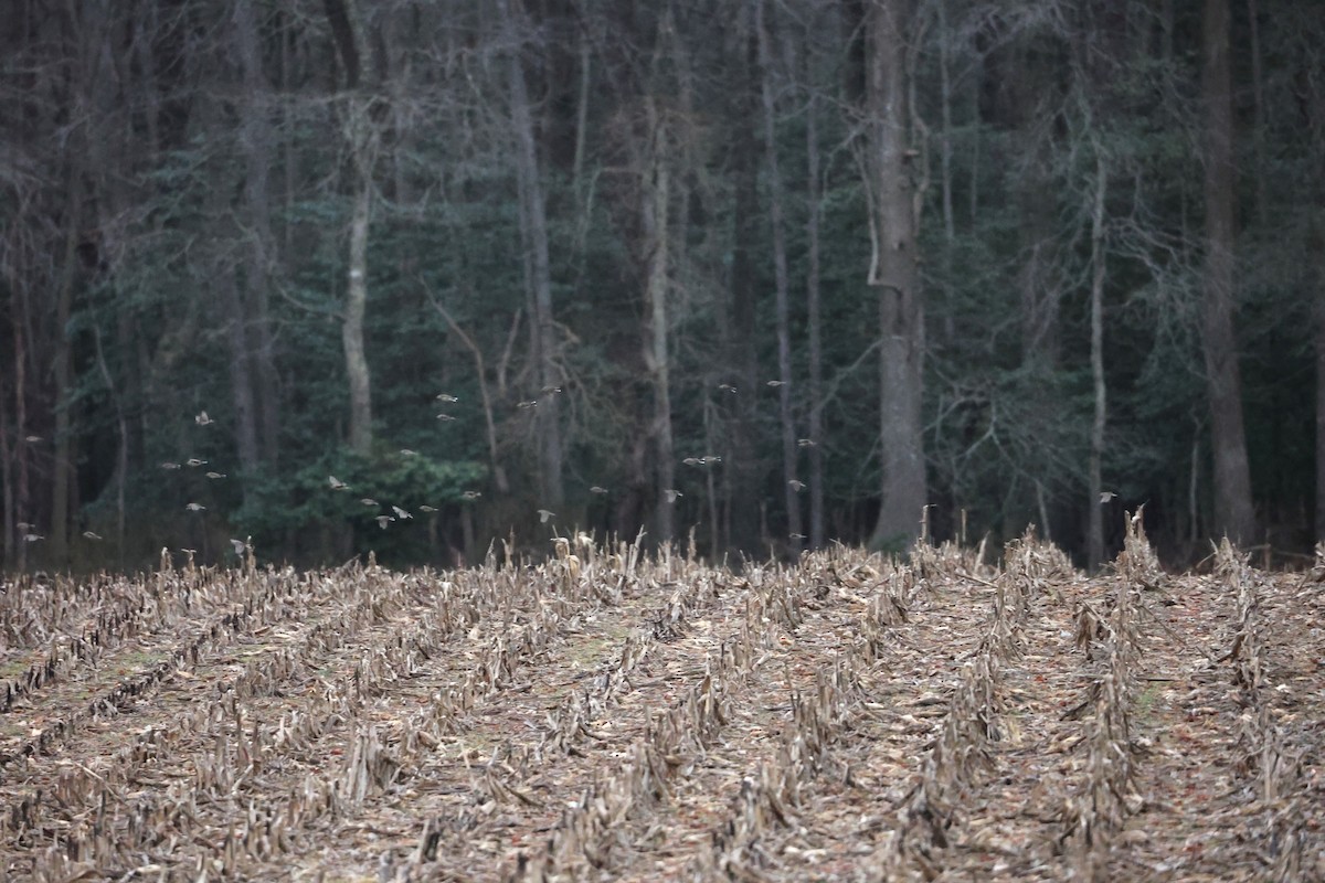 American Pipit - ML630406733